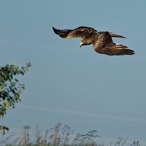 O6152526Oly.jpg