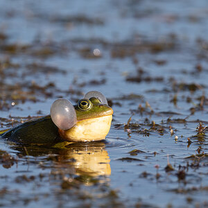 FroschQuaken.jpg