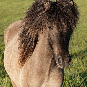 Tina Turner
