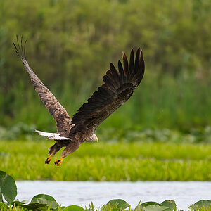 SeeadlerAbflug2.jpg