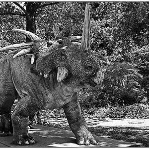 Styracosaurus_BW.jpg