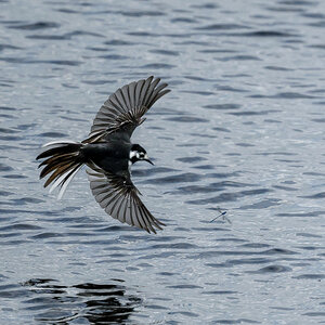 NZ9_2224_Bachi hat Libelle im Visier_IA_6_2026.jpg