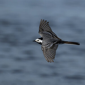 NZ9_2842_Bachstelze im Flug_IA_6_2026.jpg