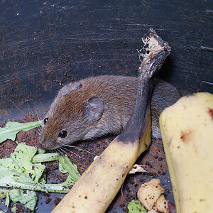 Maus im Eimer.jpg
