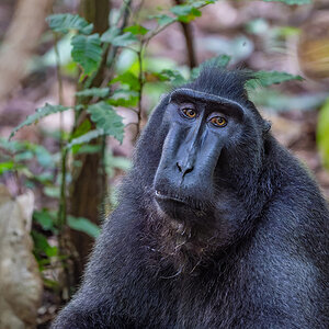 2026-04-16 053 Celebes Crested Macaque.jpg