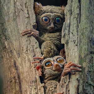 2026-04-16 080 Tarsiers.jpg