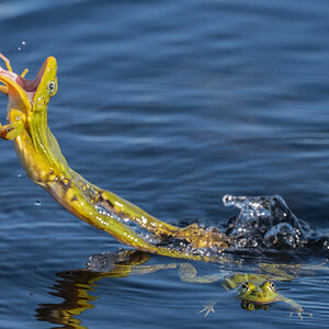 FroschSprung.jpg