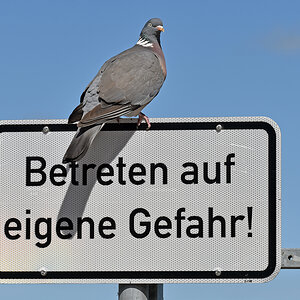 laboe_schild_taube.jpg