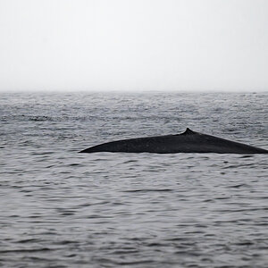 DSC_4517.jpg