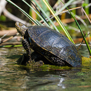 Sumpfschildkrüte.jpg