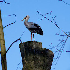 Buchenstorch.jpg