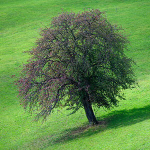 Baum.jpg