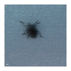 182/365 a-ha – Mother Nature Goes to Heaven © 2026 Sabine Lommatzsch