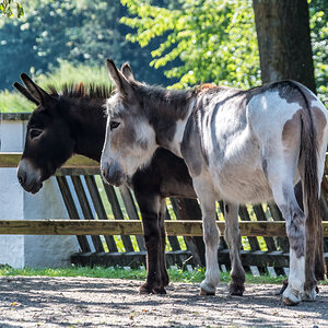 260717-D50_9037-Bearbeitet.jpg