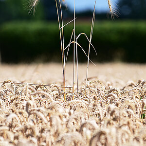 Z8A_2321fks40p1.jpg