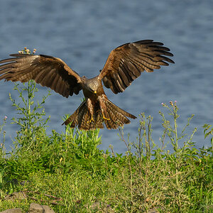 NZ9_5609_Schwarzmilan will Beute greifen_Elbe_IA_6_2026.jpg