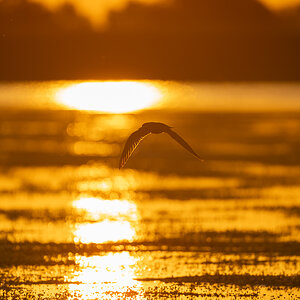 sonnenaufgang_Delta.jpg