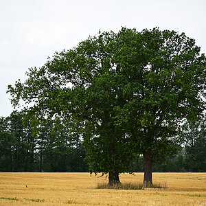 Z8A_2382fks40p1.jpg