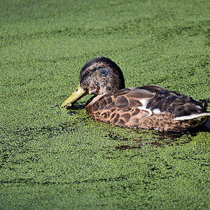 bremen_buergerpark_ente.jpg