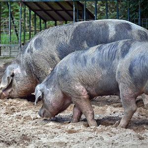bremen_buergerpark_schweine.jpg