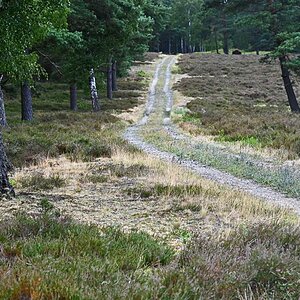 Bodenteicher Heide 1.jpg