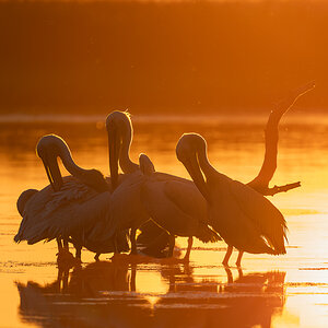 PelicanSunset.jpg