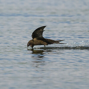 NZ9_5460_Mauersegler trinkt in der Elbe_IA_6_2026.jpg