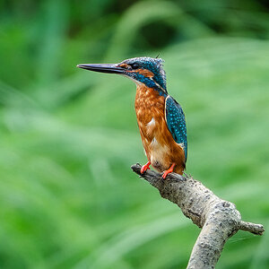 EisvogelPortrait.jpg