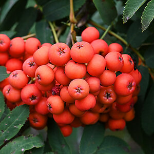 Vogelbeeren.jpg