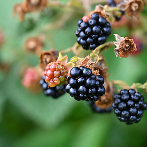 Brombeeren.jpg