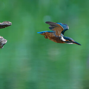 Eisvogelabflug.jpg