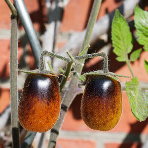 Tomaten.jpg