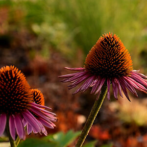 Roten Sonnenhuts (Echinacea purpurea)