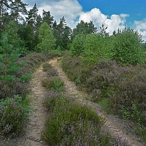 Bokeler Heide 1_2.jpg
