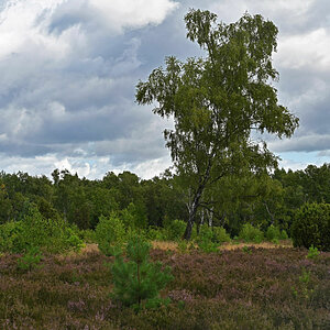 Bokeler Heide 4_1.jpg