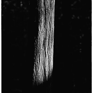 Hainbuche_BW.jpg