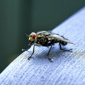 Fliege