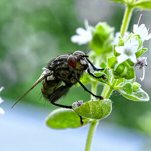 Fliege mit Blume