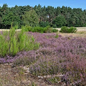 Bodenteicher Heide.jpg