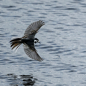 NZ9_2224_Bachi hat Libelle im Visier_IA_6_2026.jpg