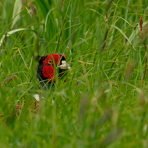 NZ9_8107_Fasan_gut versteckt und doch entdeckt_IA_5-2026.jpg