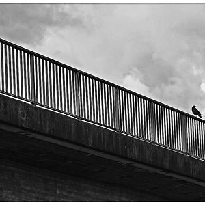 Krähe auf der Brücke_BW 2.jpg