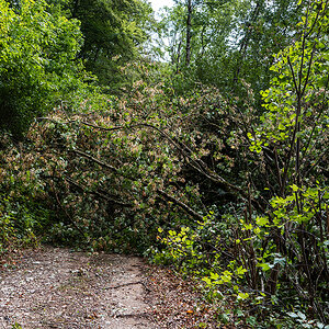 Wald.jpg