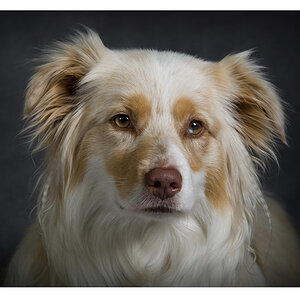 Australian Shepherd