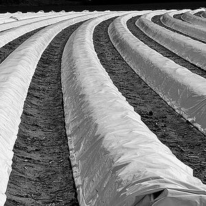Spargel 08 b