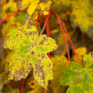 Herbstblatt