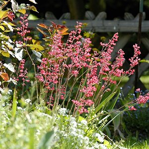 Garten1