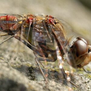 Libelle2