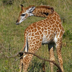 Hluhluwe Nationalpark Südafrika