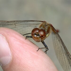 Libelle1
